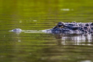 Alligator