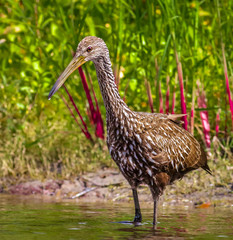 Limpkin