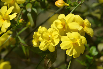 Fototapeta premium Winter Jasmine; Yellow flowers