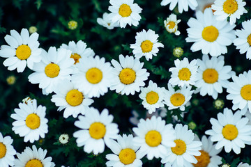 Fototapeta premium 花