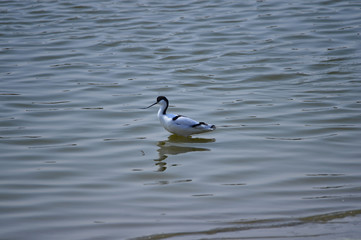 The birds of the sea