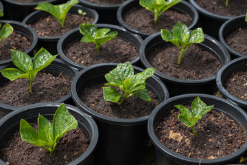 plant pot