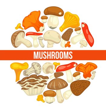 Mushrooms edible mushrooming poster. Vector flat champignon and boletus or forest chanterelle and lobster mushroom