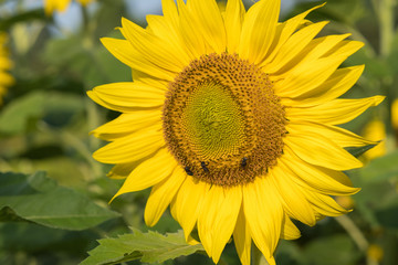  orange sunflower