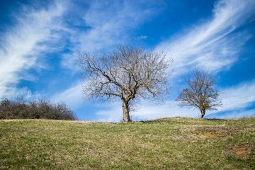 Bäume im Frühling neben dem Wanderweg in Richtung Hohenhewen im Hegau 