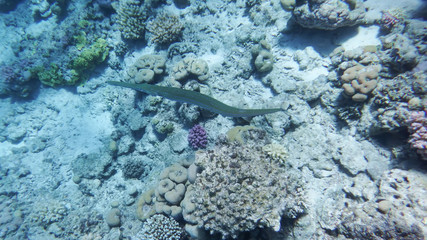 Naklejka na ściany i meble flute fish at the bottom of the sea