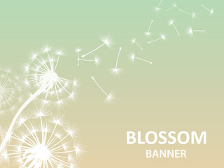 Blossom banner background with dandelion white silhouette