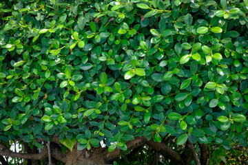 leaf wall