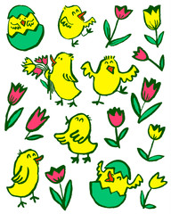 Easter chick set. Floral collection with spring chicken and tulips. Vector illustration