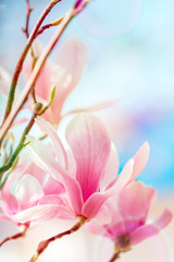 Fototapeta na wymiar Beautiful flowering Magnolia tree with pink flowers. Spring background.