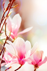 Beautiful flowering Magnolia tree with pink flowers. Spring background.