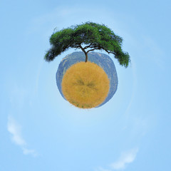 360 degree view of Landscape with tree in Africa