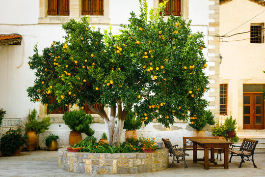 Orange tree in patio, Greece