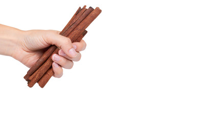 cinnamon stick spice in hand isolated on white background. copy space, template