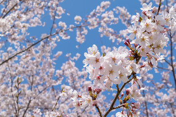 よく晴れた蒼い空背景のピンクの桜花盛り