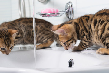 Fototapeta premium two striped kittens play with water in the washbasin
