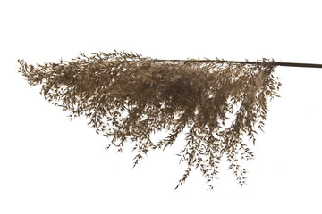 reed isolated on white background