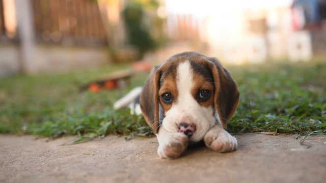 cute puppy beagle playing on green field
