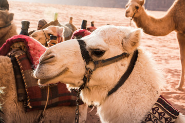 Camel in desert in a day
