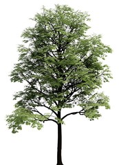 3D Illustration tree isolated on a white background