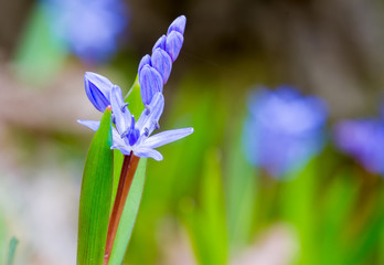 Two-leaf squill (alpine squill, Scilla bifolia) spring flowers