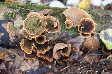 Polyporaceae lignicole mushrooms on wood in forest