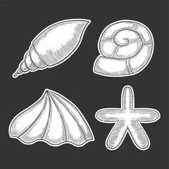 Set of different seashell. Hand drawn vector in engraving and sketch style