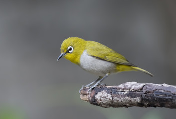 Oriental white-eye Close up 