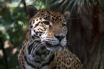 Leopard in the forests of Belize