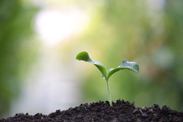 Growing pumpkin plants
