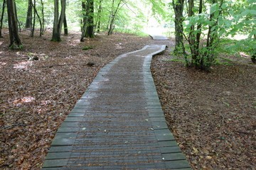 Fototapeta premium Weg im Urwald Sababurg