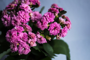 Obraz premium pink flower in a flowerpot