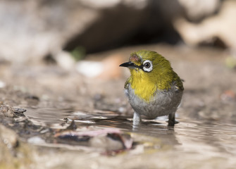 Oriental white-eye