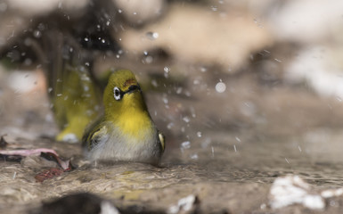 Oriental white-eye
