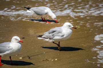New Zealand coast