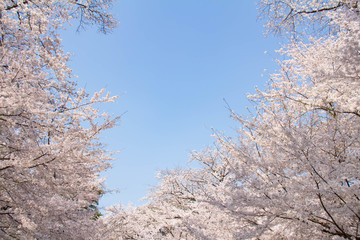 青空と満開の桜