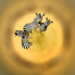 360 degree view of Zebra in the grass nature habitat, National Park of Kenya