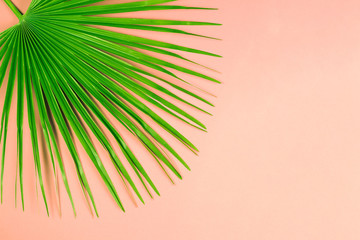 Tropical palm leaf on pastel pink background.