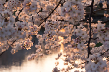 夕日に照らされた満開の桜