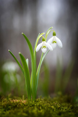 Snowdrop spring flowers