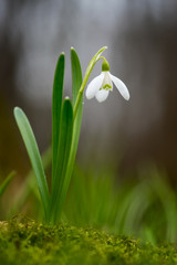 Snowdrop spring flowers