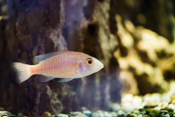 Albino Zebras fish floats in aquarium. Metriaclima pyrsonotos, cichlids, mbuna in fish tank.