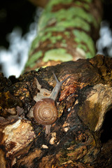 LITTLE SNAIL CRAWLS UP THE TREE.  Little snail tirelessly crawls up the tree to reach his home-base.