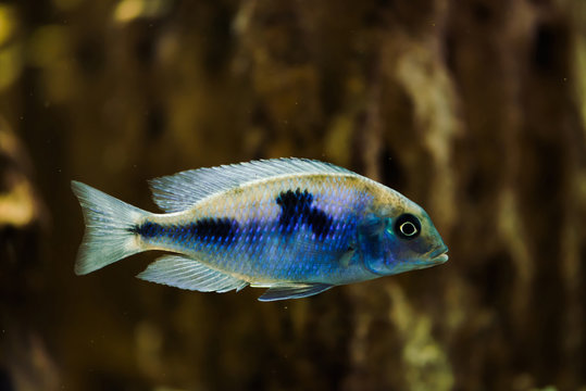 Sciaenochromis Fryeri fish of blue color with black spots floats in aquarium. Mbuna in fish tank. Cichlids.