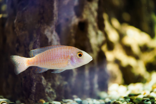 Albino Zebras fish floats in aquarium. Metriaclima pyrsonotos, cichlids, mbuna in fish tank.