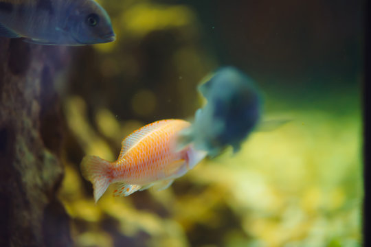 Many mbuna fishes floats in aquarium. Group of cichlids in fish tank. Background image.
