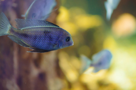Sciaenochromis Fryeri fish of blue color and other fishes floats in aquarium. Mbuna in fish tank. Cichlids.