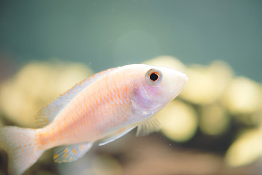 Albino Zebras fish floats in aquarium. Metriaclima pyrsonotos, cichlids, mbuna in fish tank.