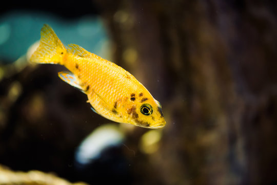 Msobo Magunga fish of yellow color with black spots floats in aquarium. Metriaclima in fish tank. Cichlids, mbuna.