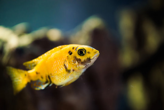 Msobo Magunga fish of yellow color with black spots floats in aquarium. Metriaclima in fish tank. Cichlids, mbuna.